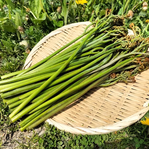 ワラビ トロっトロな食感がクセになる(わらび、蕨)