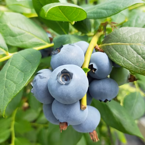 【大粒系ブルーベリー】今年もやってきました！