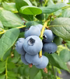 【大粒系ブルーベリー】今年もやってきました！