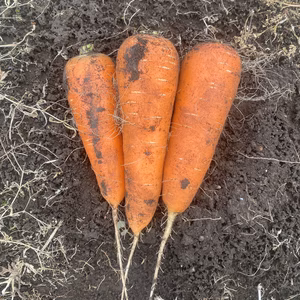 農薬、化学肥料不使用にんじん