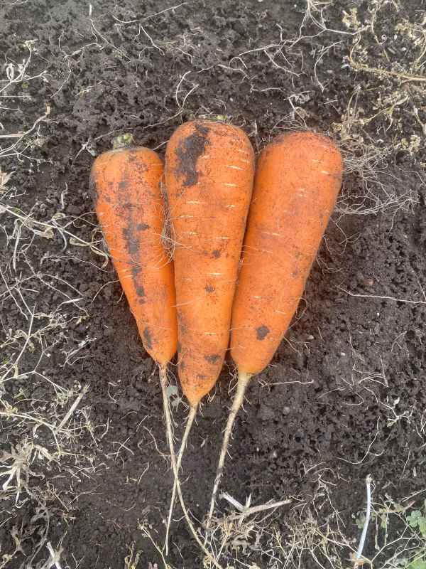 農薬、化学肥料不使用にんじん