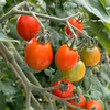 ☆食べ比べセット★高糖度★ミニトマト★フルーツトマト★産直