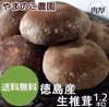 本日収穫の小中サイズ1.2キロ送料無料【北海道・沖縄除く】徳島県産無農薬椎茸