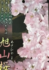 苔玉　旭山桜