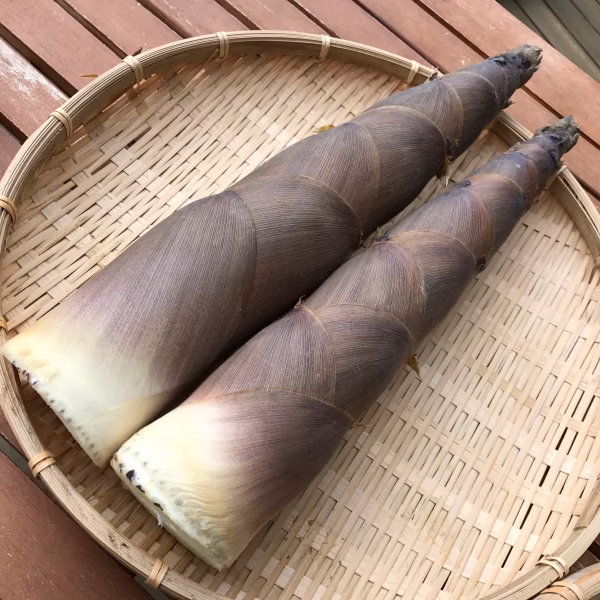 【数量限定】マボロシのたけのこ　ハチク　3kg