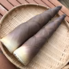 【数量限定】マボロシのたけのこ　ハチク　3kg