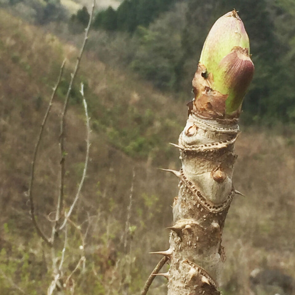 春の恵みをいただきましょう とれたて山菜のたしなみ 農家漁師から産地直送の通販 ポケットマルシェ