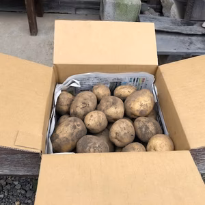 この夏掘りたて！ジャガイモ男爵（無農薬無施肥）