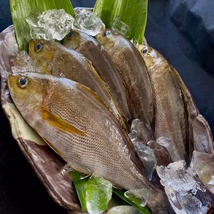 日間賀島，漁師直送‼️今が旬【脂抜群イサキ】 2キロ2〜5匹