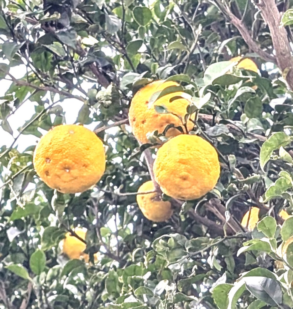 柚子（ゆず） 農薬不使用（無農薬）自然栽培｜香酸柑橘類（ゆず