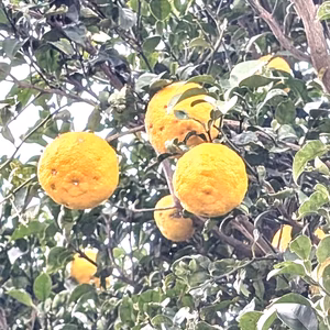 柚子（ゆず）　農薬不使用（無農薬）自然栽培