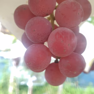 不定期販売 ゴルビー粒パック1キロ！