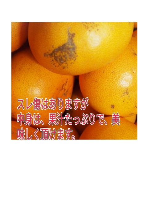 レア品付）ちょっと訳あり‼️2月から食べる柑橘❢5種春爛漫よくばりセット