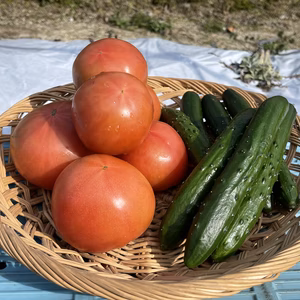 キュリトマセット【キュウリ&トマトパック】