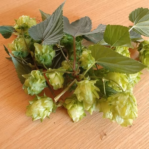 【国産】生ホップ