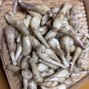 熊本県産 泥付きらっきょうSサイズ　農薬化学肥料不使用