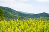 【お試しに◎】川根茶べにふうき緑茶粉末＋川根茶緑茶粉末セット
