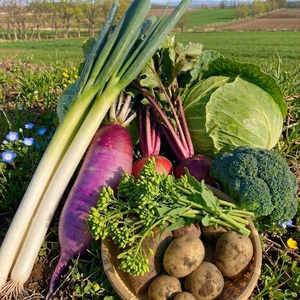 【小サイズ】【能登の初春】やさしい野菜セット(5種)