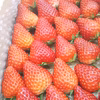 【お家に帰って食べるのが待ち遠しくなるいちご☆彡】【11月中旬～12月中旬発送】