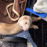 フェレット好き