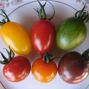 【お試しセット】ミニトマト３〜６種詰め合わせ ４８０ｇ