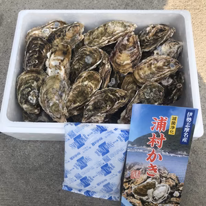 【生食用】S～Mサイズ 30個入り 三重県産 殻付き 浦村かき お花見に
