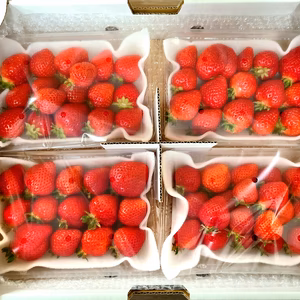 有機いちご（あまおう）不揃い1.2㎏