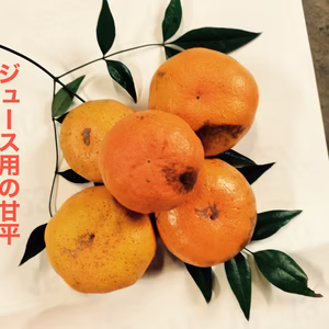 ジュース用 甘平★ぷりぷり食感★(箱込4キロ)