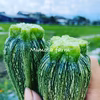 旬の野菜セットS/5-6品目【自然栽培】無肥料無農薬