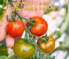 たっぷり1kg★コク旨ミディトマト『ぴちぴちトマト レッドオーレ』