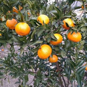 【広島県産】甘い芳醇な香り「ポンカン」‼️　5kg(箱込み)