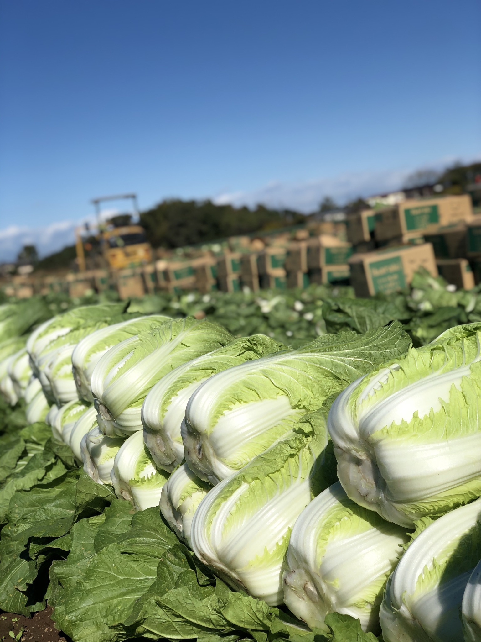 茨城県常総市｜タケヒロズファーム｜長塚昂浩さんの生産者プロフィール