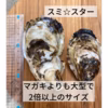 【超希少】【有明海産・天然】スミノエ牡蠣　スミ☆スター