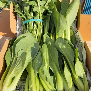 かまちゃん農園の「味美菜＆ルッコラのセット」❣