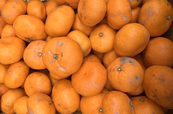 【訳あり】　青島みかん　有機肥料使用　熊本県河内産