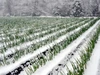 11月予約販売✨霜に当たり甘さを増した秋冬ネギ✨L～2Lサイズ約３.5kg２０本