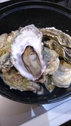 北海道寿都産　寿（ことぶき）牡蠣　殻つき　2.5キロ【生食可】