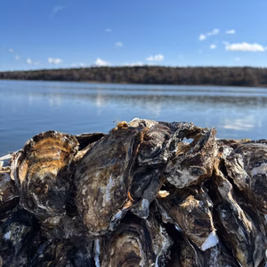 湖で生まれ育った 濃厚牡蠣(S～Mサイズ)／北海道根室 温根沼 産 