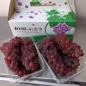 【旬の名残・糖度20前後】露地栽培デラウェアー1.2kg（贈呈用取っ手付き）