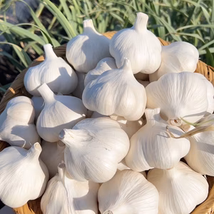 【訳あり】皮むけあり❗令和７年産青森にんにくの王様白玉王　大玉　2Lサイズ