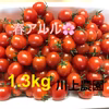 【川上農園】春アルル ミニトマト 1.3kg 茨城県産 甘み重視
