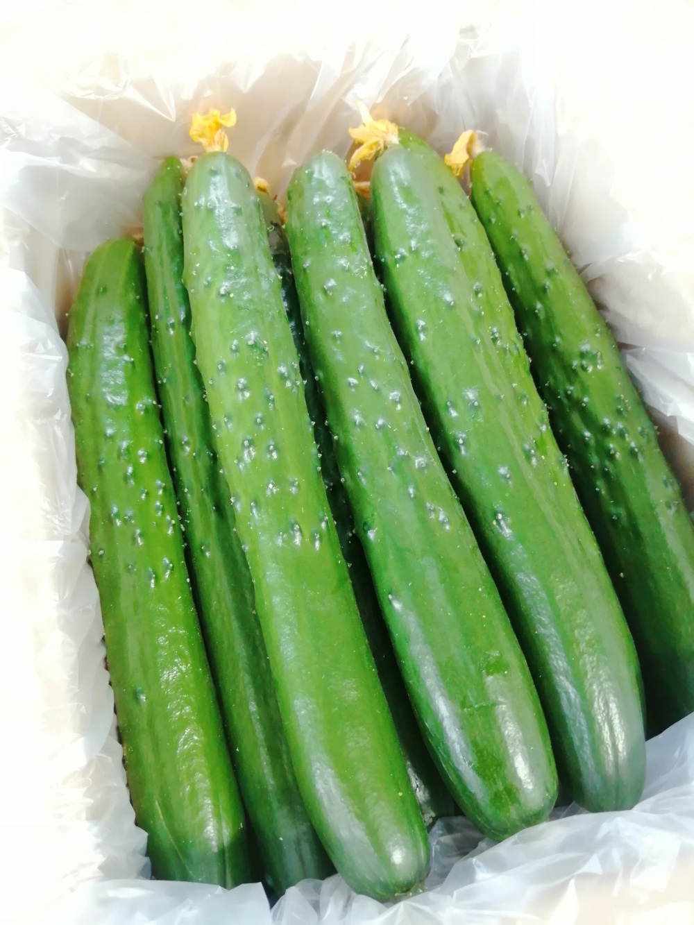 朝採りきゅうりの産直通販・お取り寄せ商品｜ポケットマルシェ｜産地