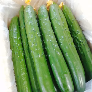新鮮朝採りキュウリ A級品　まとめ買い