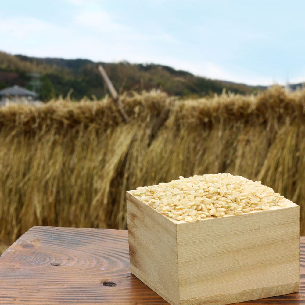 るぅ　イセヒカリ玄米5kg 2024 希少な幻のお米イセヒカリ5㎏令和6年産 佐賀県産 有機米