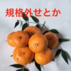 規格外せとか 〜酸味と甘み溢れる柑橘〜☆ 箱込4キロ　no2