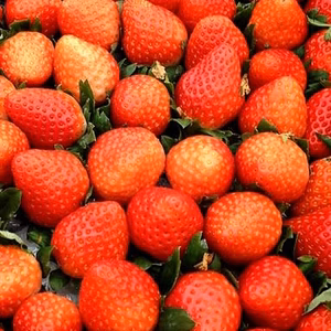 大きさ無選別/香りあふれるイチゴ「さがほのか」