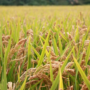 天日干し米「ハッピーヒル」（栽培期間中農薬不使用）