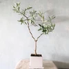 【ギフトにも！】南アルプスのオリーブ盆栽　シプレッシーノ(PS59)