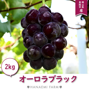 A-2 花笑み農園　岡山の『オーロラブラック』約２ｋｇ（３～４房）9月上旬～
