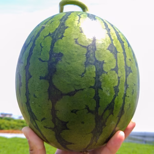 ちょっと訳あり小ぶりな小玉スイカ『姫甘泉』